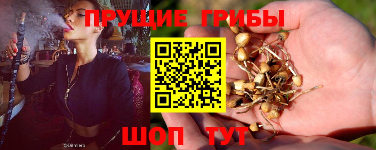Псилоцибиновые грибы мухоморы Осинники